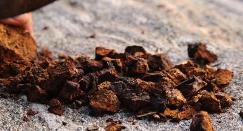 Grzyb Chaga: Jak stosować? Dawkowanie i właściwości
